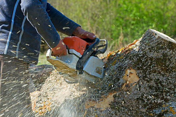 Trusted Chester, VA Tree Service Experts